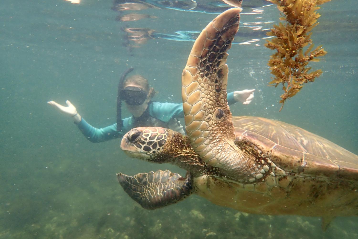 一名<a href='http://4wv.shyayazuche.com/'>bv伟德ios下载</a>学生在Galápagos群岛游学途中与一只巨龟游泳.